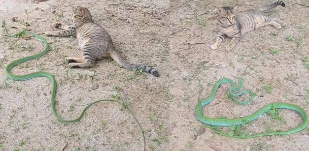 सांप से छेड़खानी बिल्ली मौसी को पड़ा महंगा, सांप ने सिखाया ऐसा सबक कि बोलती हो गई बंद देखिए-VIDEO