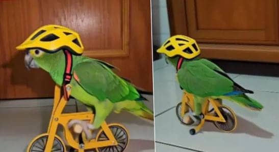 हैवी ड्राइवर निकले मिट्ठू मियां! माथे पर हेलमेट पहन जब चलाई साइकिल तो देखते रह गए लोग, आप भी देखिए मजेदार-VIDEO