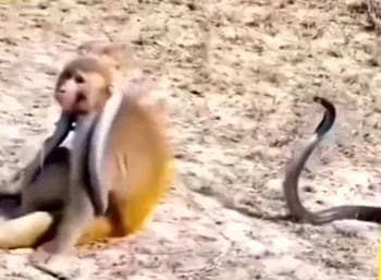 बंदर ने काले नाग को पकड़कर गले में लटकाया, फिर कर दी ऐसी हरकत की देखते रह गए लोग आप भी देखें-VIDEO