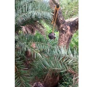 BIG BREAKING: पेड़ से लटका मिला युवक का सिर, जमीन पर गिरा है धड़, इलाके में हड़कंप