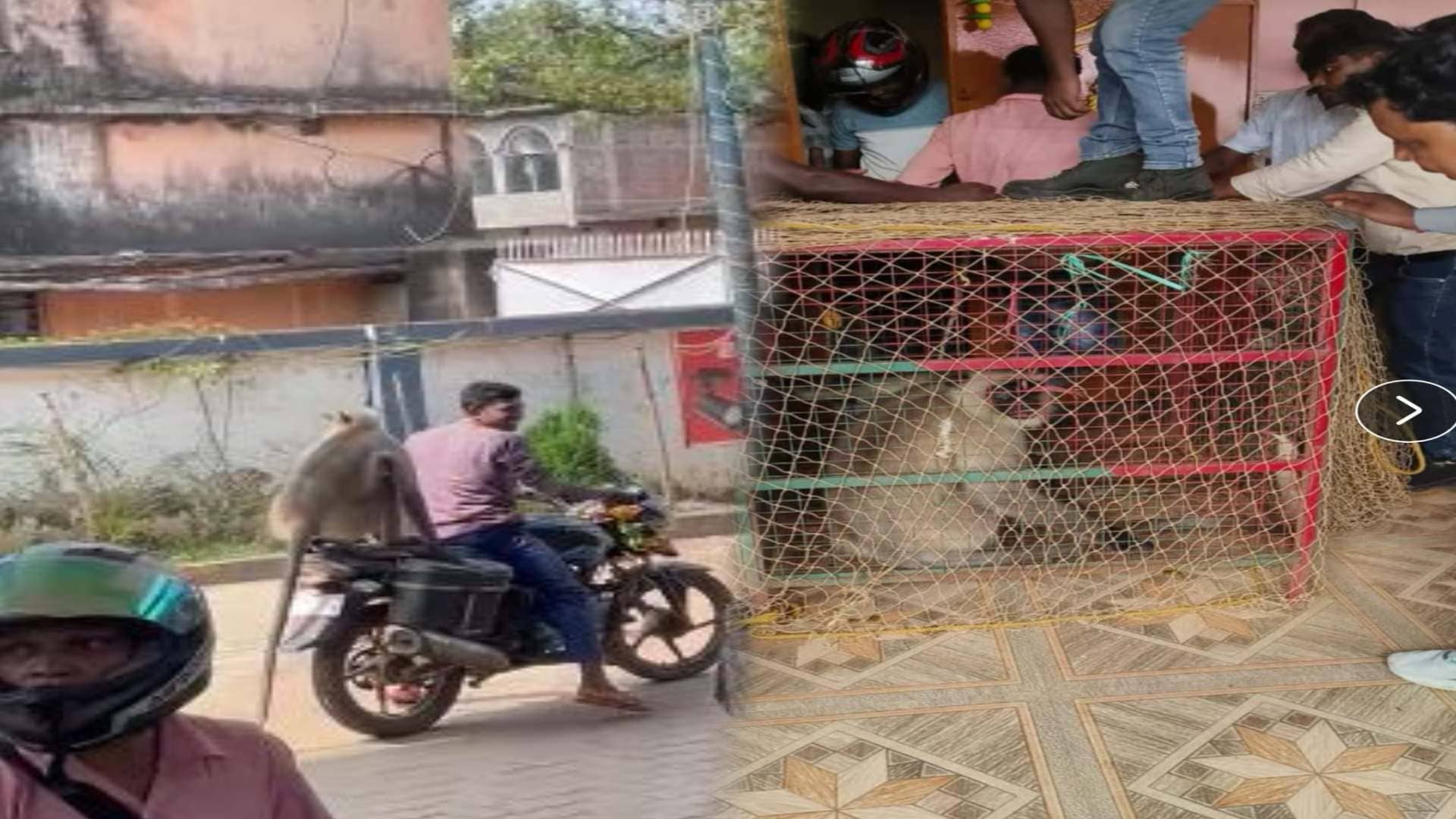 दुमका भोलेनाथ की नगरी में आतंक का पर्याय बन चुके लंगूर का रेस्क्यू, आतंक से मिली मुक्ति