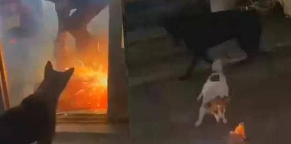 अरे डॉगेश भाई तो खतरों के खिलाड़ी निकले ! कुत्ते ने मुँह में फुलझड़ी लेकर मचाई ऐसी तबाही, कि दंग रह गए लोग, देखें VIDEO