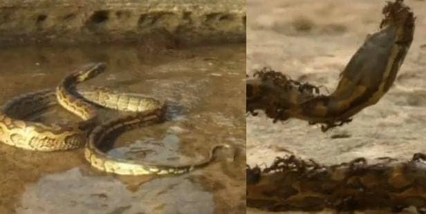 चिटियों के इलाके में घुसना काले नाग को पड़ा भारी, कर दिया ऐसा हाल कि बेबस हो गया सांप, देखिए-VIDEO