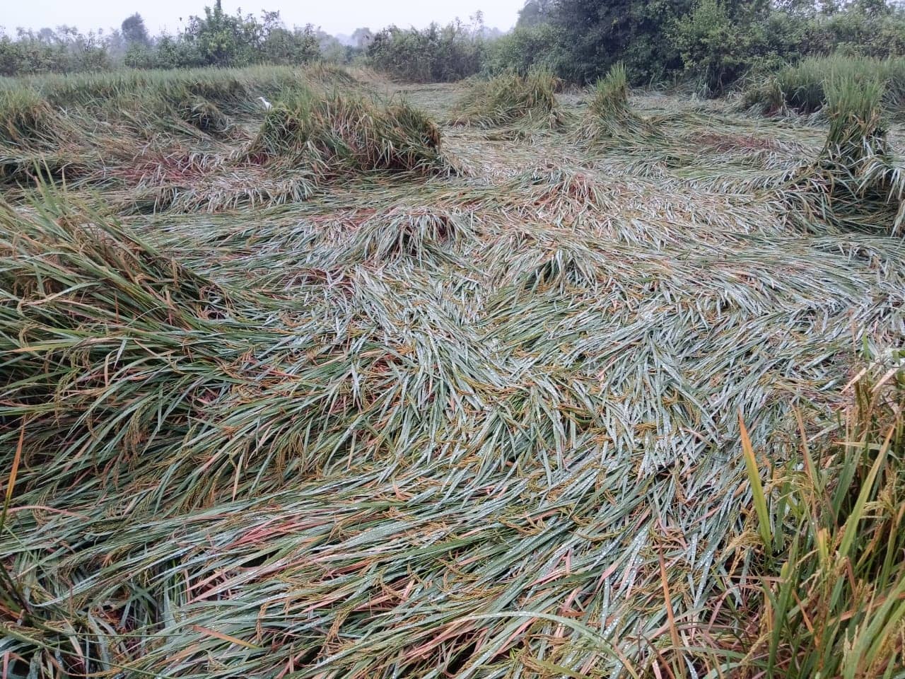 पाकुड़ में चक्रवाती तूफान मोंथा का असर, तेज़ हवा और बारिश से धान की फसलें हुईं बर्बाद
