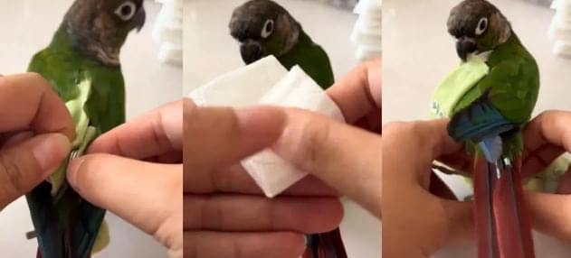 ओ तेरी ! सिर्फ इंसान के बच्चे ही नहीं तोते भी पहनते है डायपर, यकीन ना हो तो देख लीजिये VIDEO