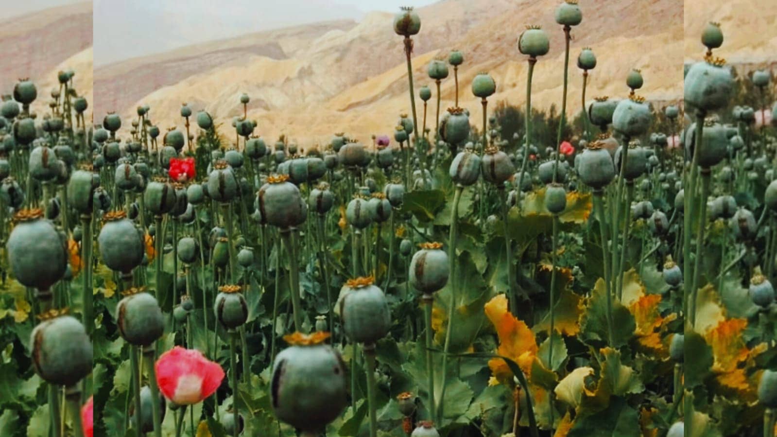 अफीम तस्करी नेटवर्क का बड़ा खुलासा, उत्तर प्रदेश एसटीएफ के निशाने पर रांची का सुदेश यादव