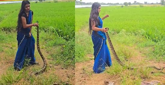 दम है बॉस...साड़ी पहनी महिला ने जब पकड़ा विशालकाय अजगर, तो हैरान रह गए लोग आप भी देखिए फिर क्या हुआ