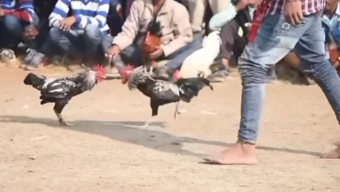 सट्टेबाज़ों का अड्डा बनता जा रहा ये क्षेत्र,  मुर्गा लड़ाई से लाखों की कमाई, खतरे में आदिवासी बच्चों का भविष्य