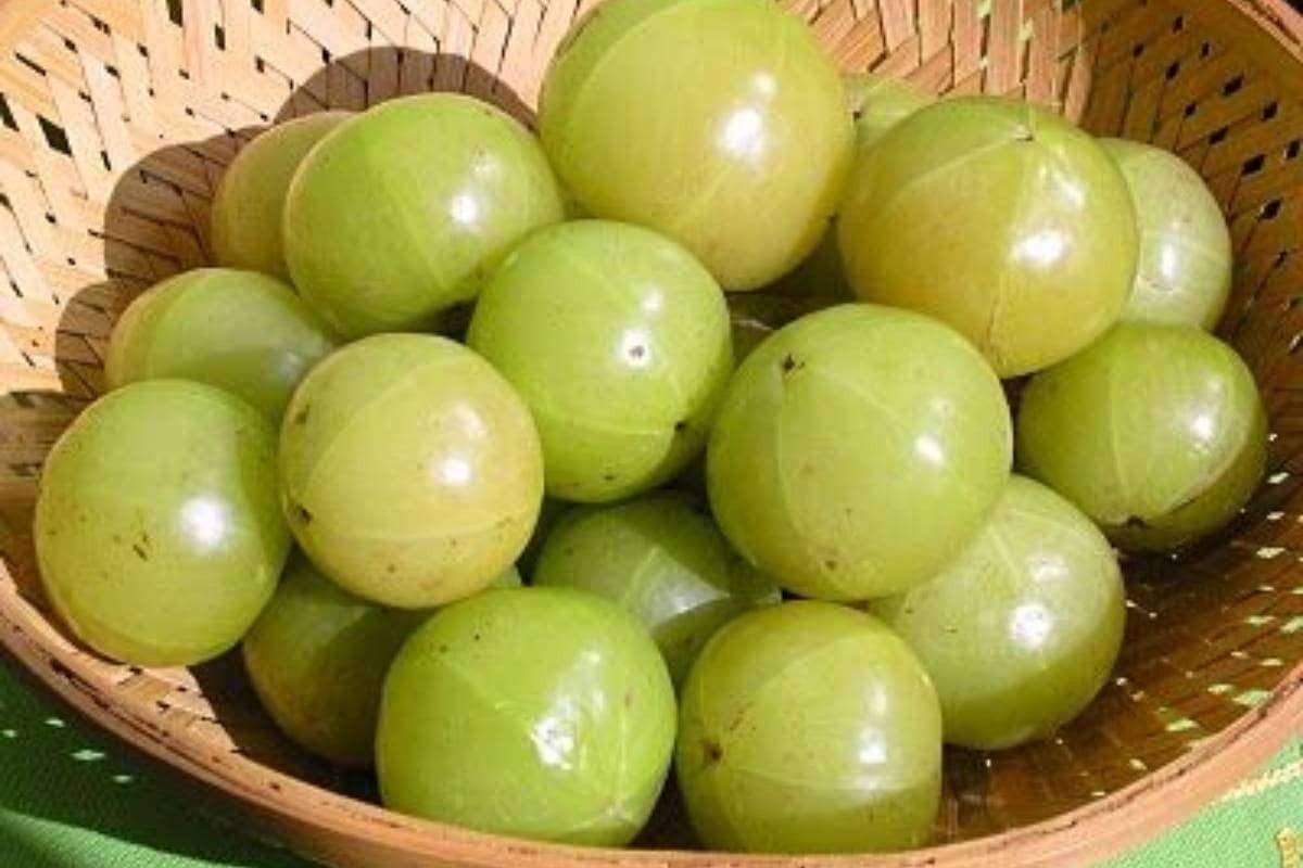 इम्युनिटी से लेकर स्किन ग्लो तक, सर्दियों में इन 6 तरीकों से खाएं आंवला, मिलेगा डबल फायदा