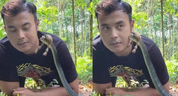 मौत को छूकर टक से वापस... कुंडली मारकर बैठा था नाग तभी बंदे ने ले ली उसकी चुम्मी, फिर जो हुआ देखिए-VIDEO