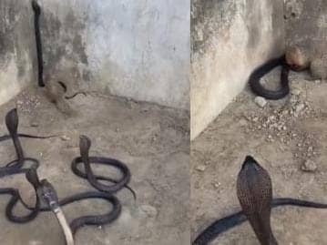 OMG! काले कोबरा के ऊपर मौत बनकर कूद गया नेवला, और कर दी ऐसी हालत की देख रह गया सांपों का झुंड, देखिए मजेदार-VIDEO