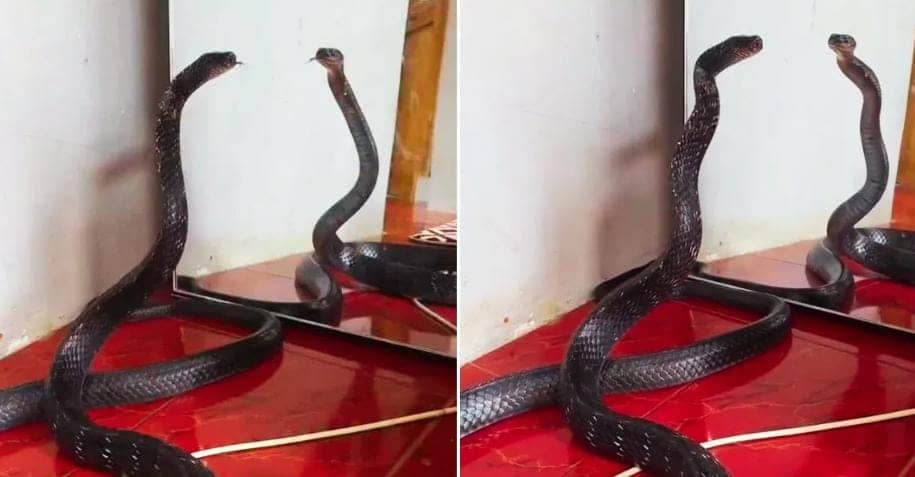 अद्भुत! इस काली नागिन का डांस देख शर्मा जाएंगी बॉलीवुड की हीरोइन्स, कैमरे में कैद हुई दुर्लभ तस्वीर, देखे-VIDEO