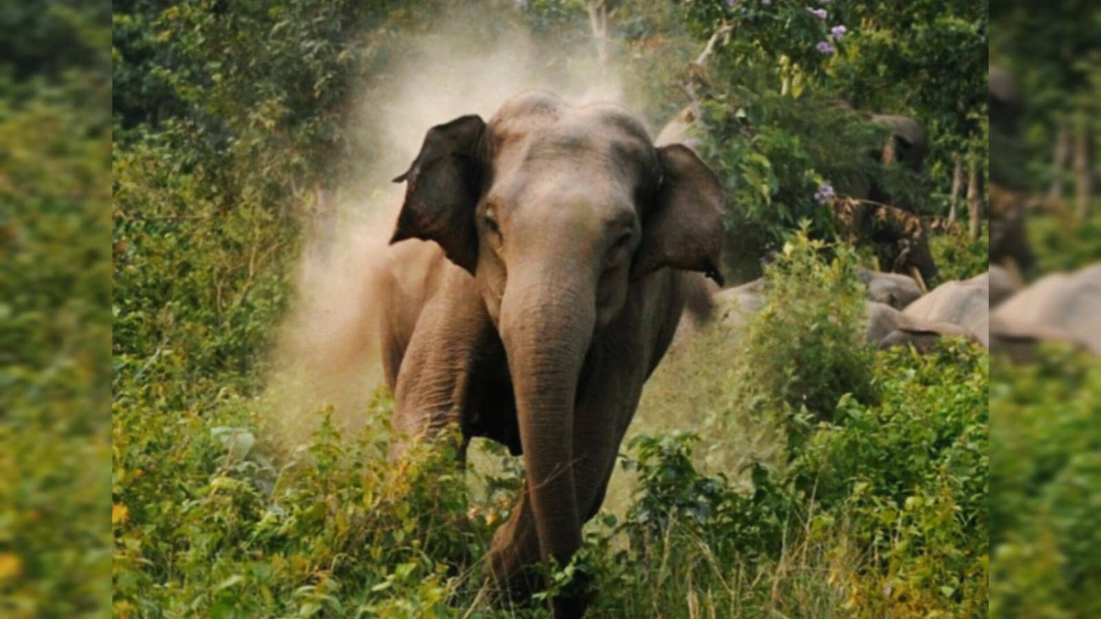 हाथी के तांडव से उड़ गई रातों की नींद, पांच मौतों के बाद प्रशासन सख्त, ड्रोन और स्पेशल टीम से हो रही निगरानी