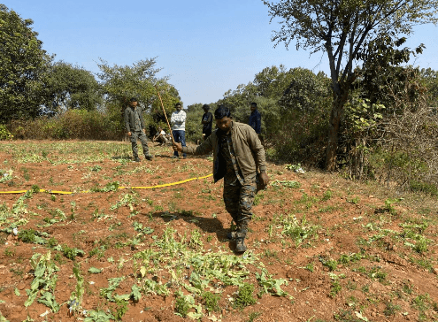 नशा तस्करों के खिलाफ बड़ी कार्रवाई, गुमला के घाघरा में अफीम का फसल नष्ट