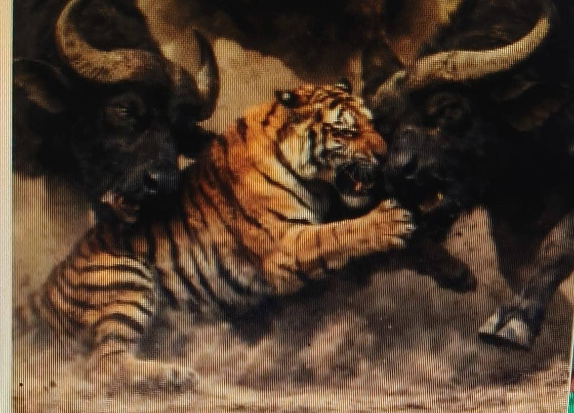 Strange but true: मालिक की जान बचाने को भैंसें जब शेर से भिड़ गई तो फिर क्या हुआ ?