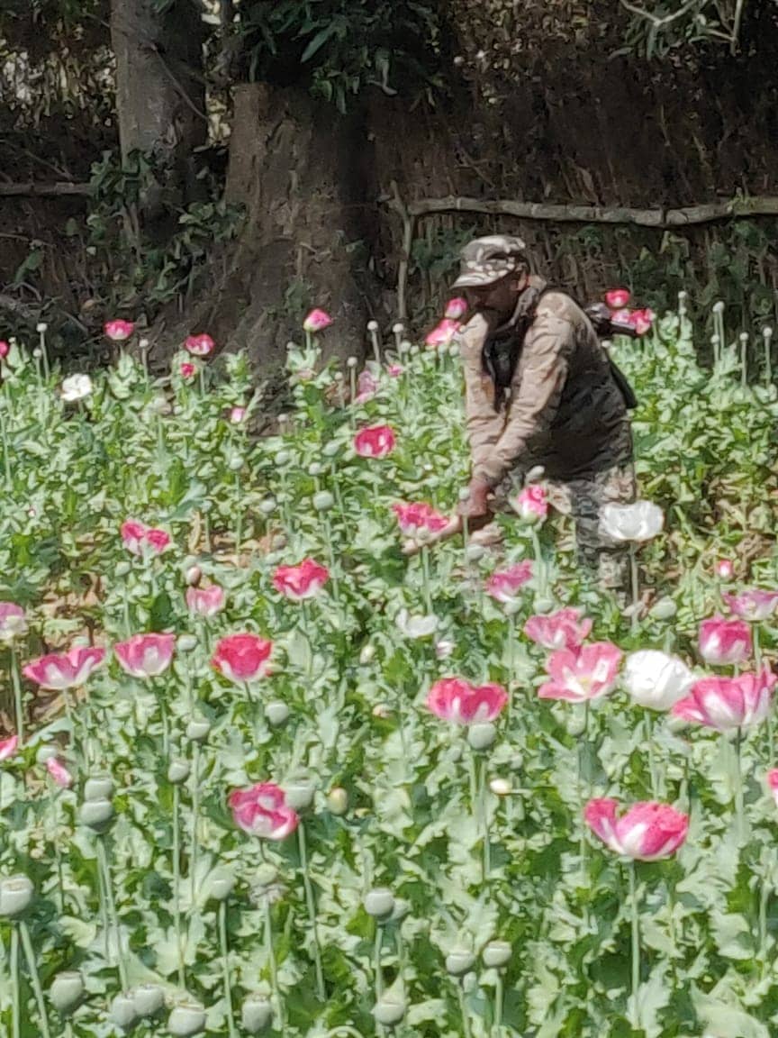 नष्ट की गई 27 डिसमिल जमीन पर लगाई गई अफीम की फसल,   2 किलो तैयार अफीम के साथ एक धराया