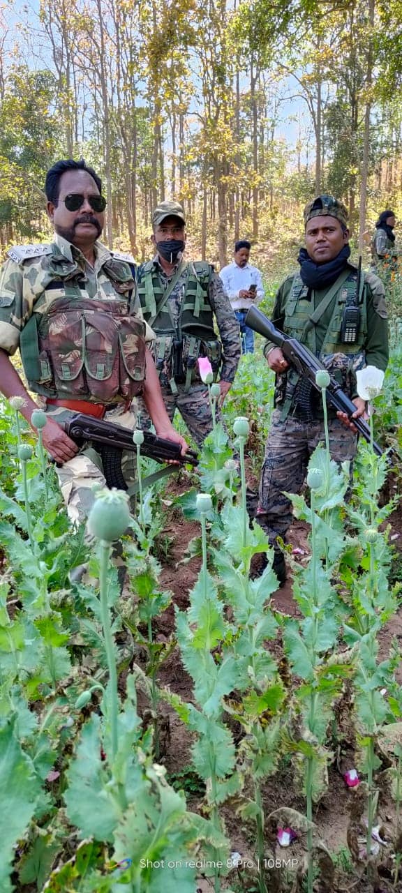 गुमला में अफीम के तस्करों पर  शिकंजा, एक एकड़ में लगी अवैध अफीम की फसल नष्ट