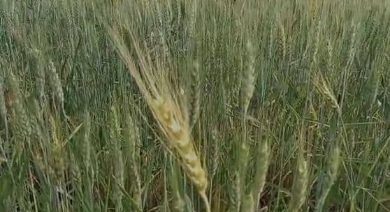 झारखंड में यहां की जा रही काले गेहूं की खेती, जानिए किन रोगों के लिए रामबाण है काला गेहूं