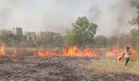 पलामू में फिर खेतों में लगी आग, हुसैनाबाद के खेखसाही में लाखों के सामान हो गए खाक