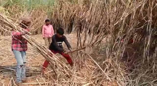 पथरीली इलाके में ग्रामीण युवाओं ने मेहनत के बल पर मिट्टी में उगा दी मिठास, पढ़िए पूरी खबर