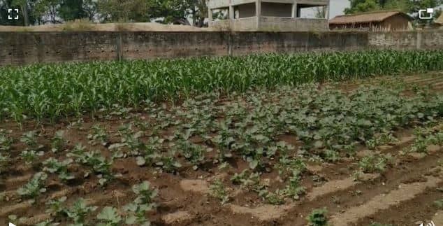 यहां बंजर जमीन में फल रहे आम –सेब, दूर दूर तक बस हरियाली ही हरियाली