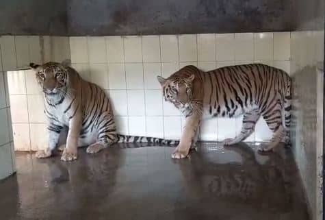 टाटा जूलोजिकल पार्क : शेर और बाघ के बाड़े में लगा कूलर, बंदरों के बाड़े में चटाई