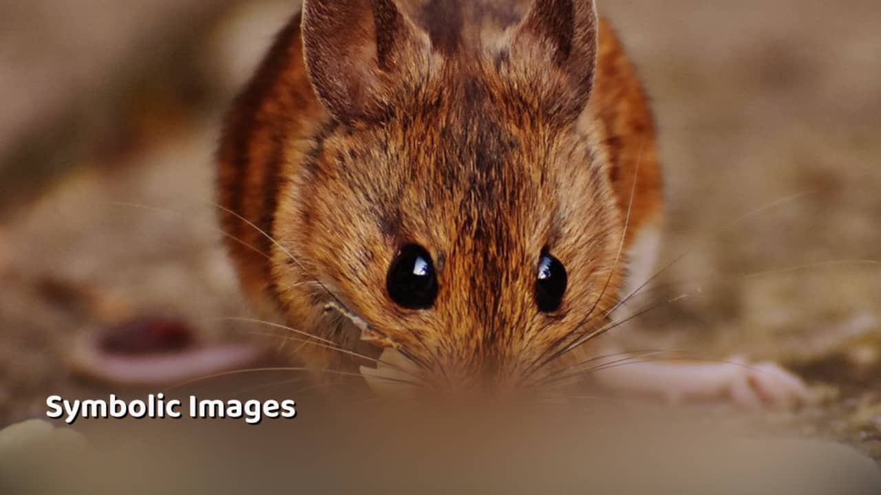 गिरिडीह के अस्पताल में चूहे कुतर गए नवजात बच्ची !