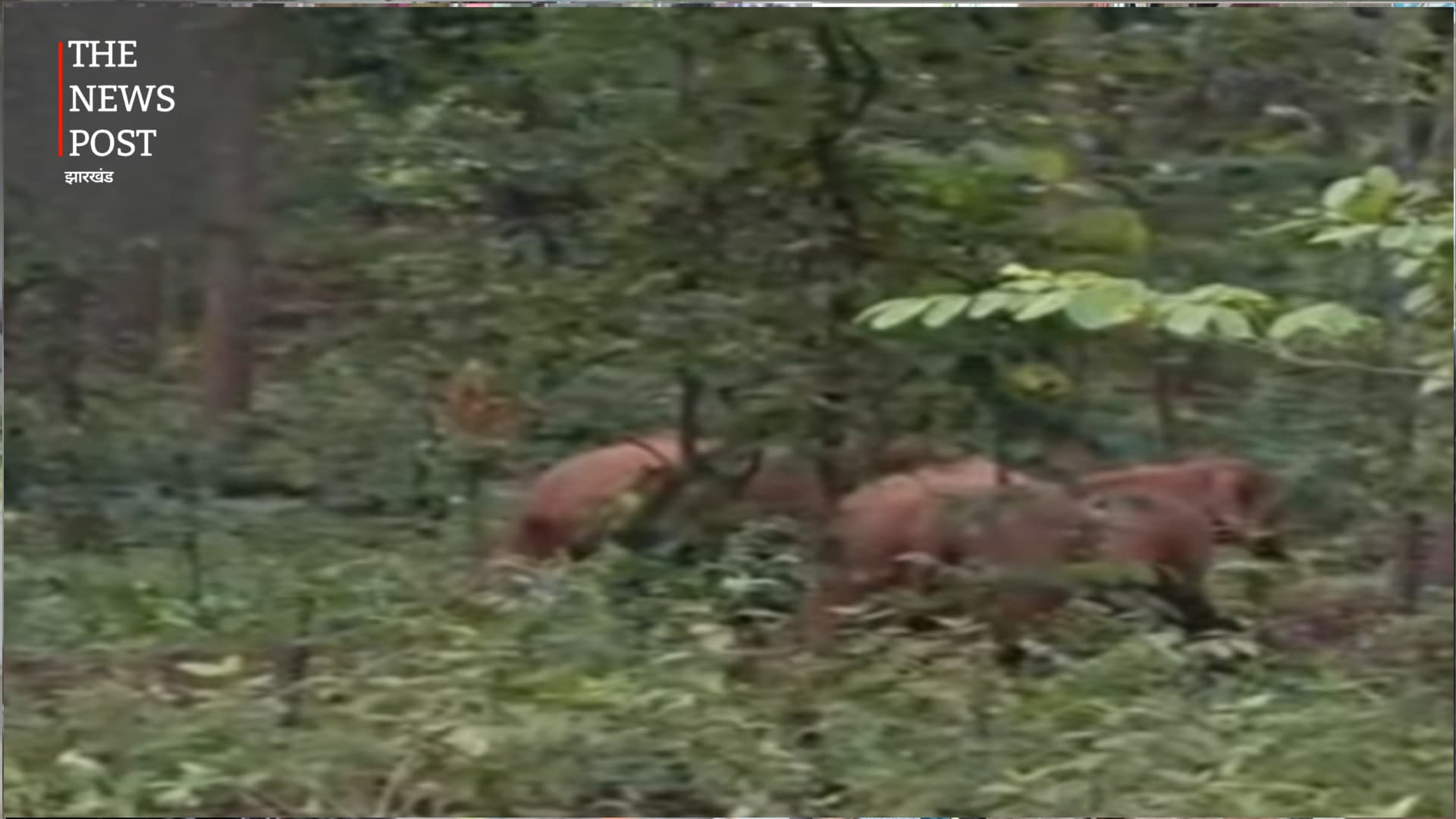 चाईबासा के बड़ाजामदा में मुख्य सड़क के पास दिखा हाथियों का झुंड, लोगों में बढ़ी चिंता, वन विभाग ने जारी की चेतावनी