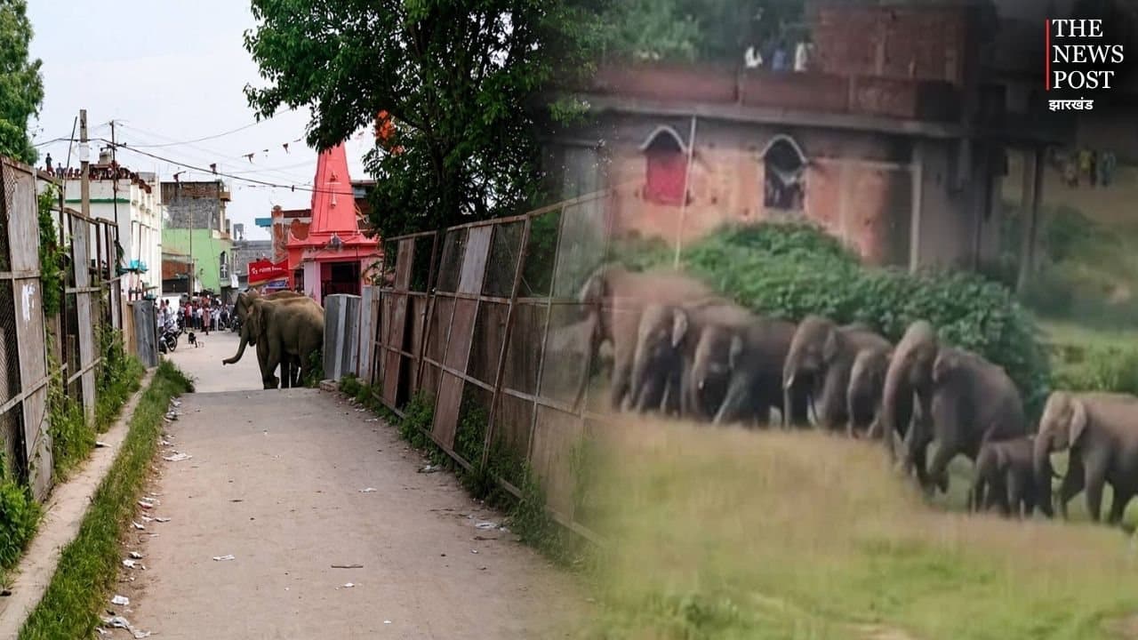 रामगढ़: हाथियों का आतंक, खेत में काम कर रही महिला को कुचलकर मार डाला, कई लोगों को किया घायल