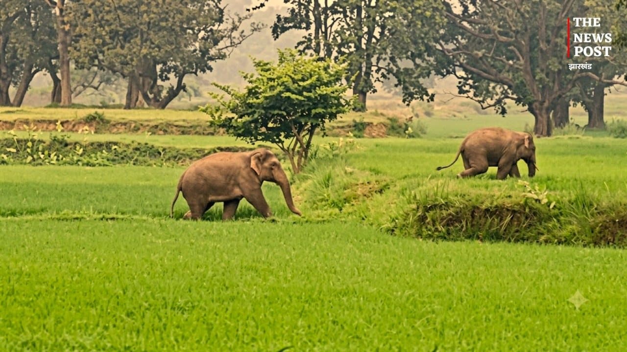 गुमला के जंगलों में पहुंचे दो हाथी, ग्रामीणों को सतर्क रहने की सलाह