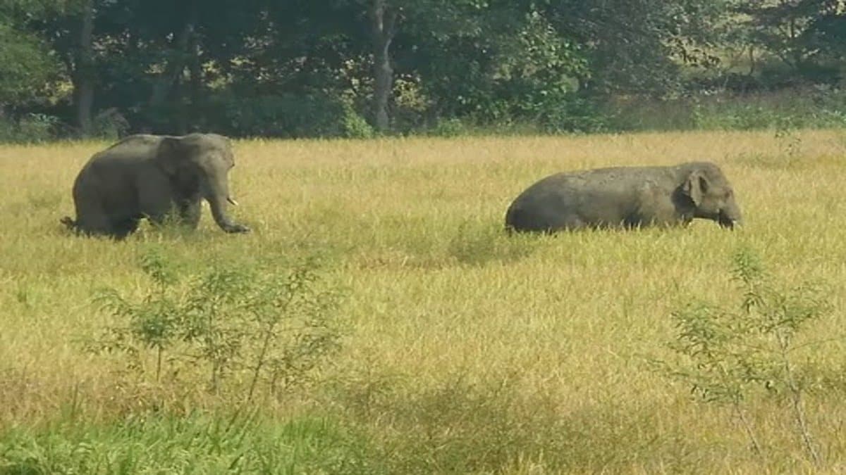 गढ़वा में बाघ और हाथियों से दहशत, चार दिन में दो लोगों की मौत, जंगली जानवरों से बढ़ा खौफ