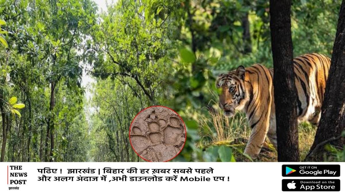 गढ़वा के जंगल में पहुंचा बाघ,ग्रामीणों में दहशत,कई मवेशी को बनाया शिकार   