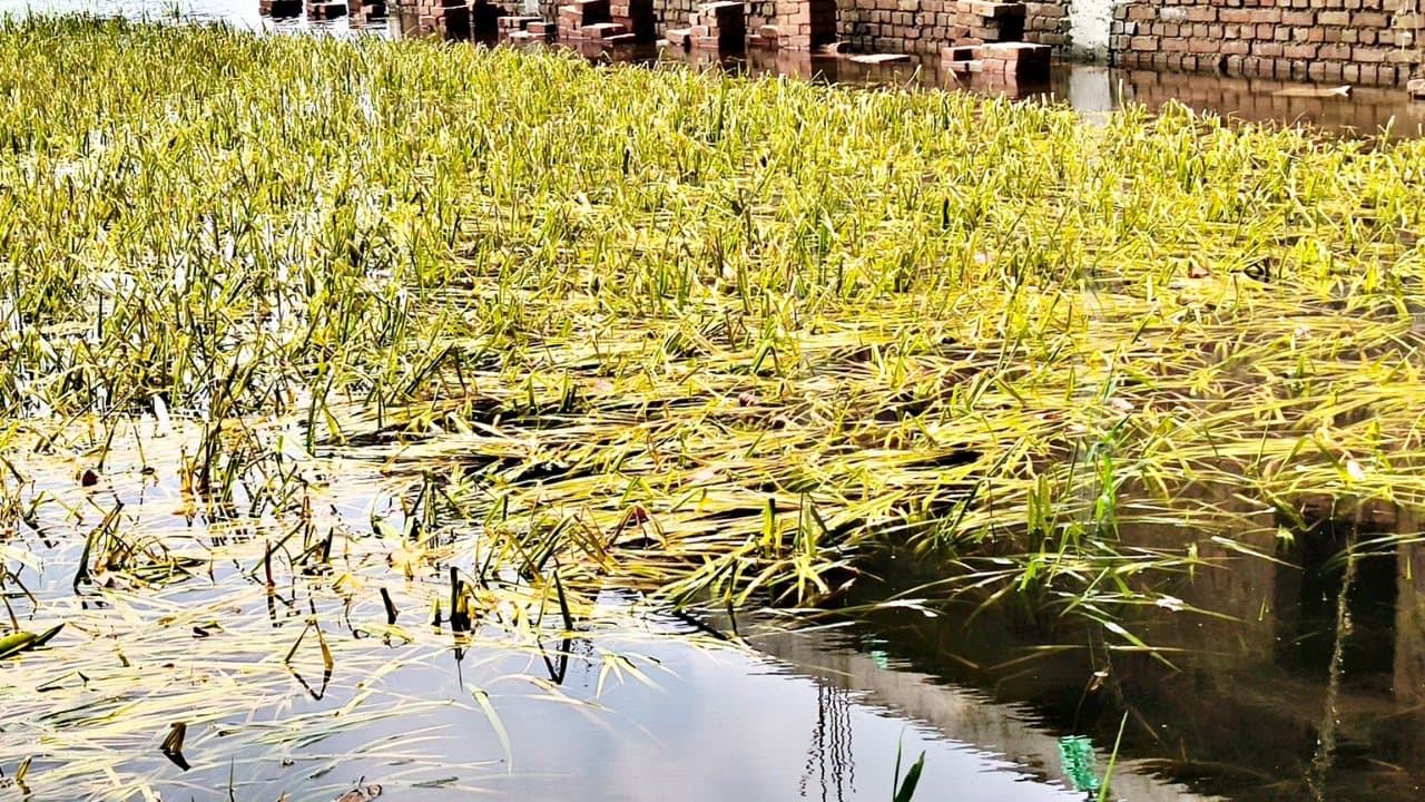 बाढ़ में फसलों की क्षति की सरकार करेगी भरपाई, कल तक है मौका, जानें क्या करना होगा