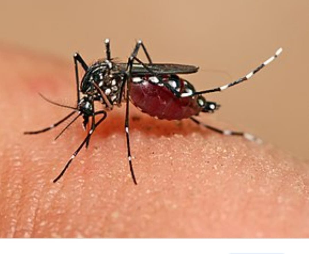 धनबाद के सरकारी अस्पताल में बंद है डेंगू की जांच,जानिए क्या है वजह