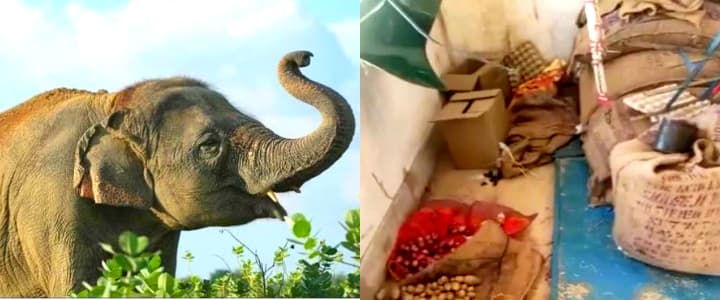 सिमडेगा में हाथियों का आतंक, स्कूल की चहारदीवारी तोड़ घुसे हाथी, चट कर गए मिड-डे मील का राशन