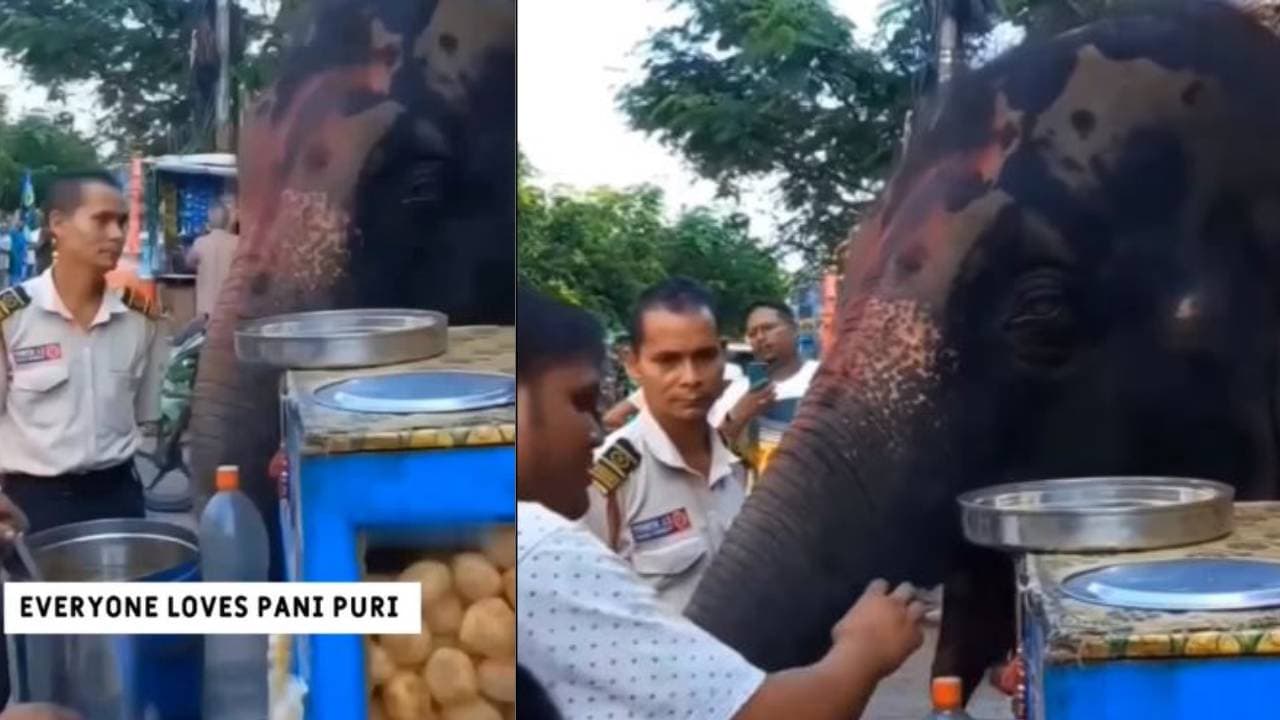 लड़कियां ही नहीं गजराज भी पानीपुरी के हुए दीवाने, सड़क किनारे चटकारे लेकर गोलगप्पे खाते हाथी का वीडियो हुआ वायरल