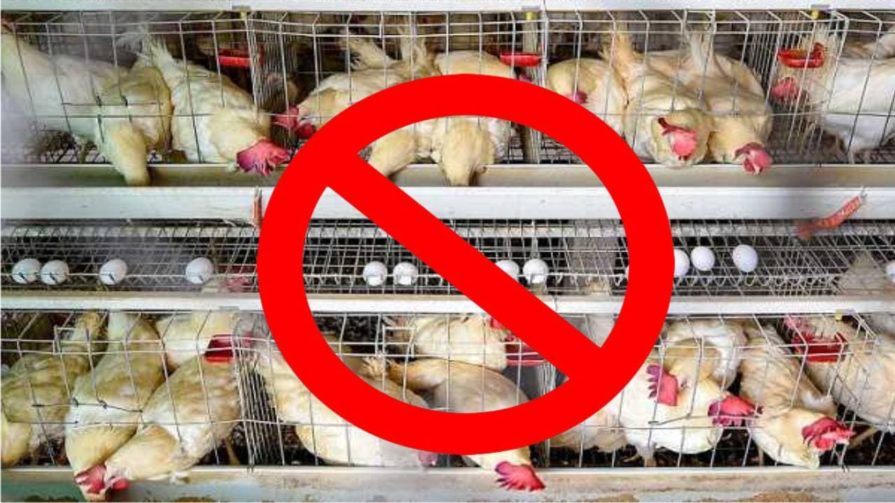 26 जनवरी गणतंत्र दिवस पर बंद रहेंगी मांस-मछली की दुकानें, आदेश जारी