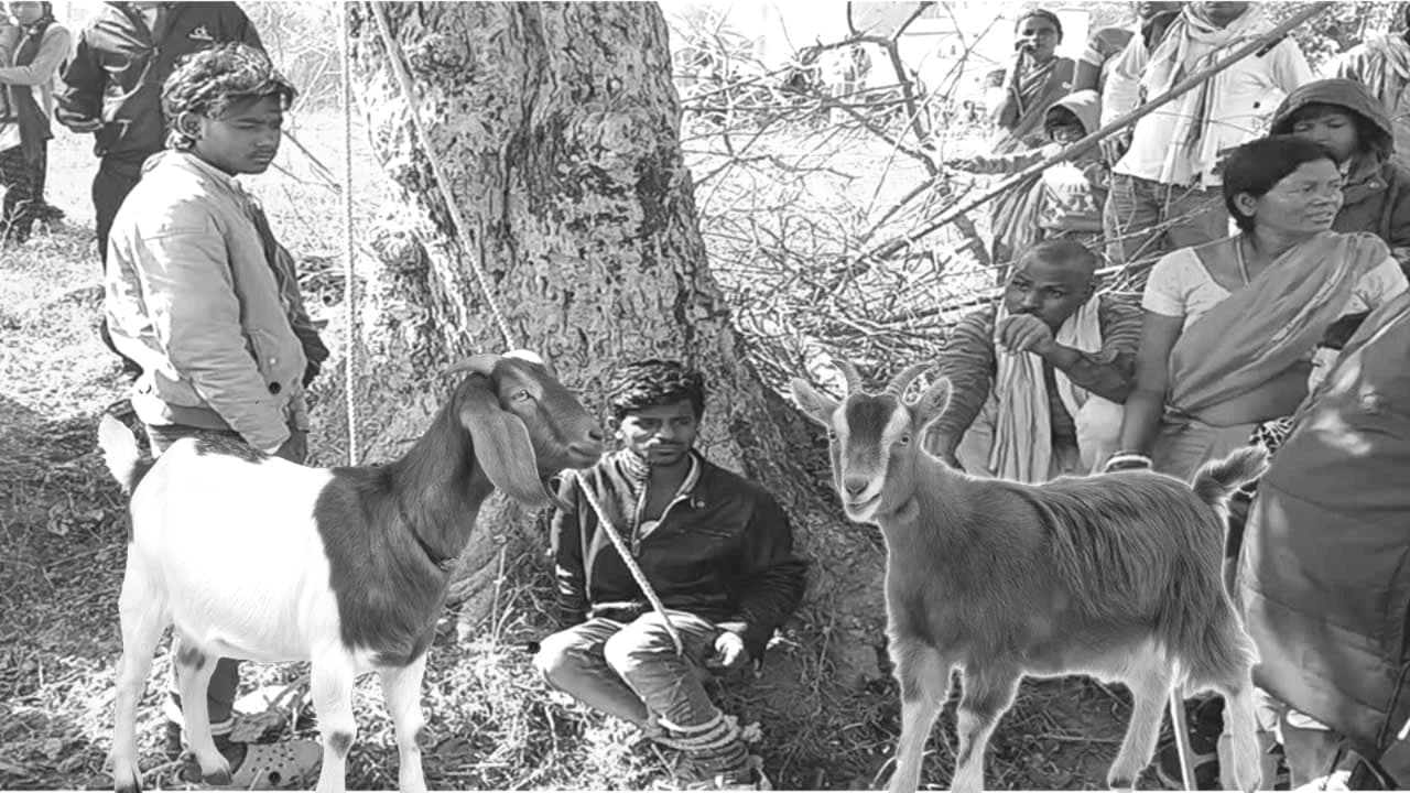 न्यू ईयर की मटन पार्टी से पहले बकरा चोरी पड़ा भारी! लातेहार में ग्रामीणों ने चोरों को बांधकर पीटा