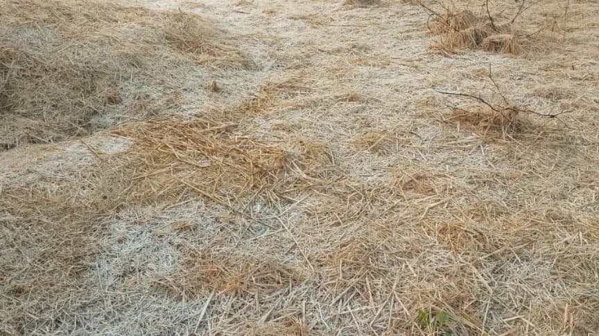 कश्मीर से भी ज्यादा ठंड रांची में, मैक्लुस्कीगंज का पारा पहुंचा -0.5