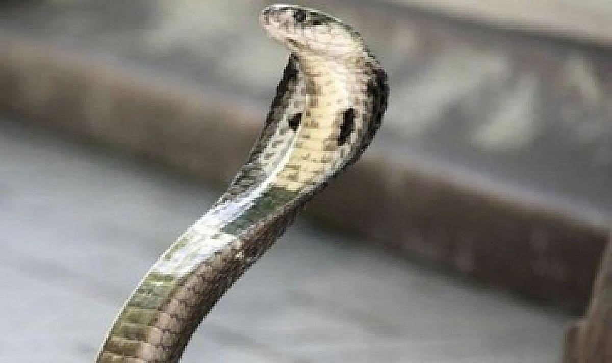 जमशेदपुर में जहरीले सांप के डसने से महिला की मौत, गांव में मातम