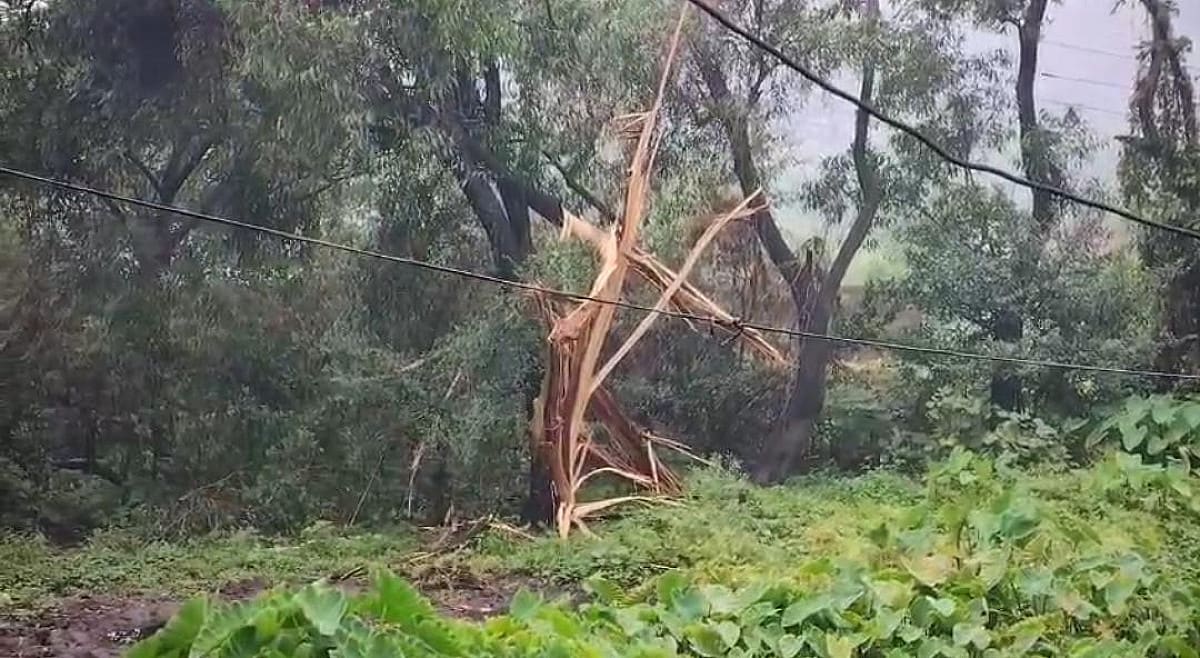धनबाद के मोहलीडीह में आकाशीय बिजली ने मचाई तबाही, पेड़ गिरने से पावर सप्लाई ठप