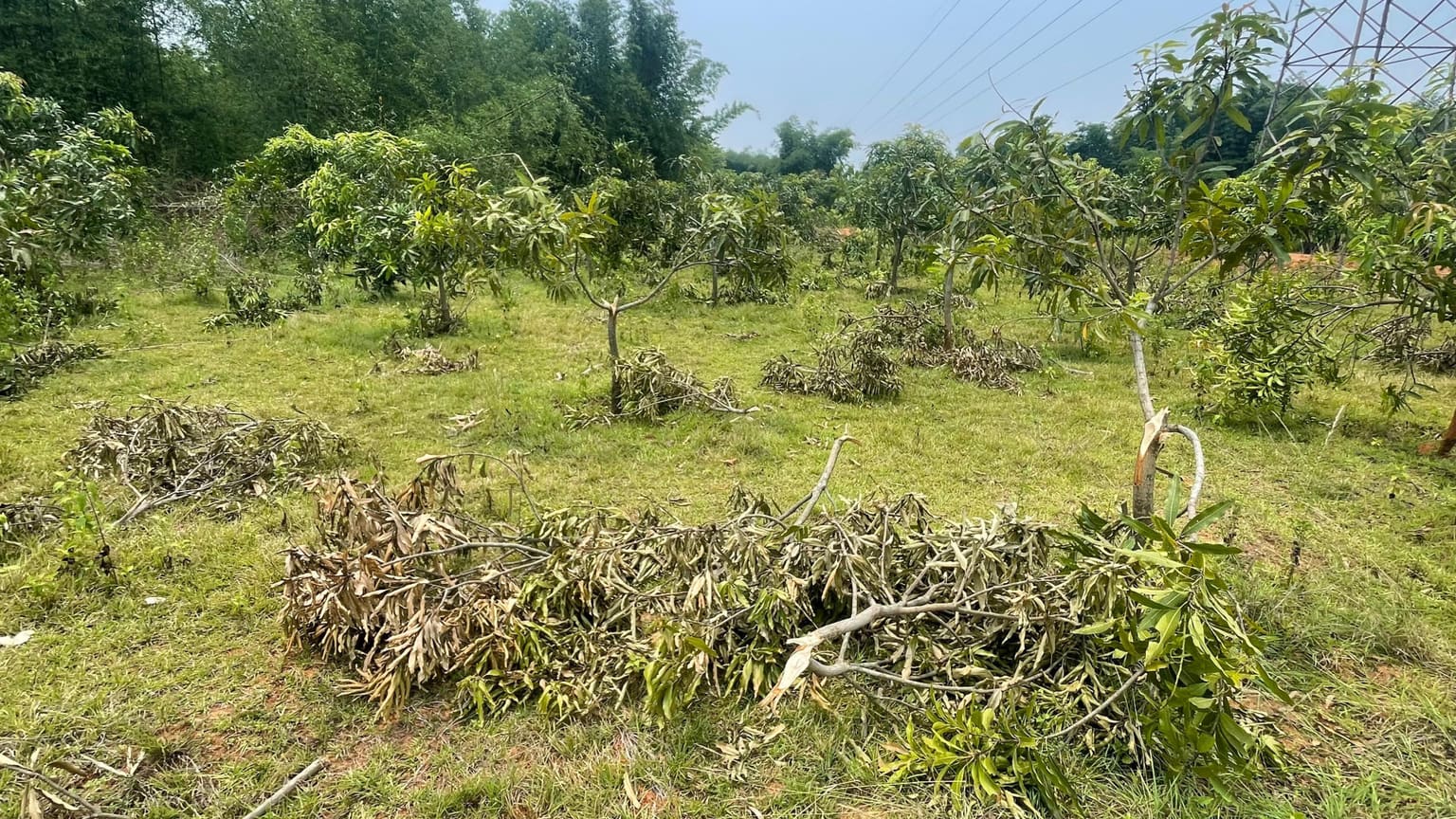 जमशेदपुर: हाथियों के उत्पात से आम की बागबानी तबाह, किसानों को भारी नुकसान