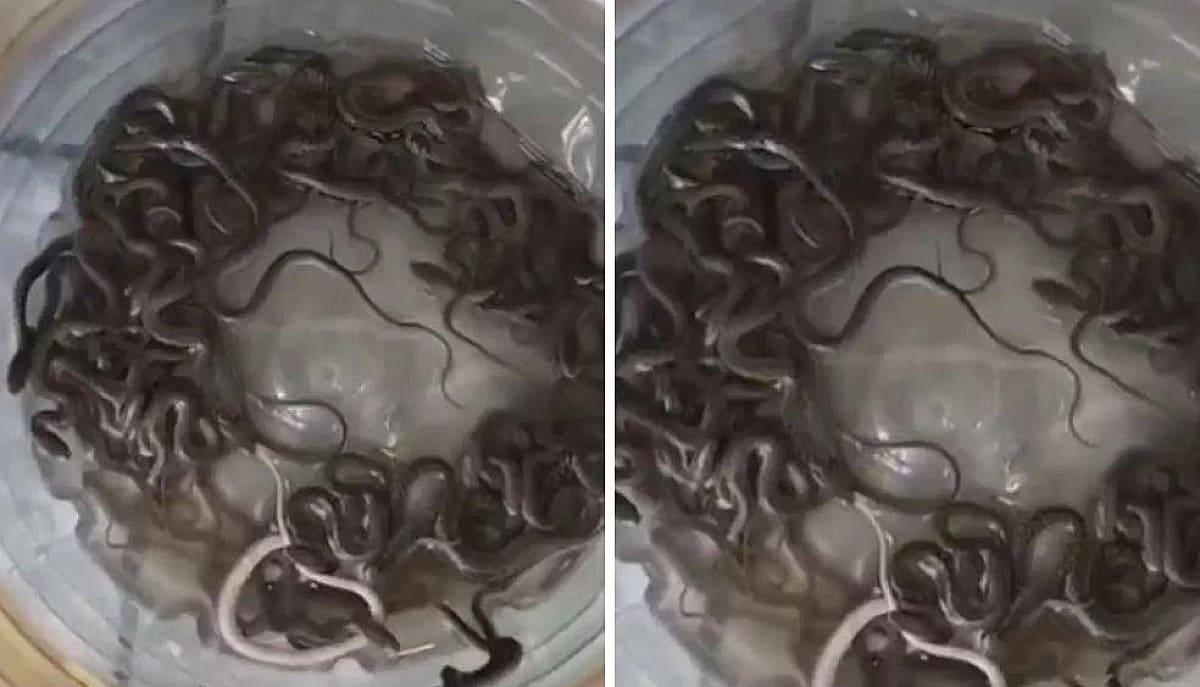नाग-नागिन ने पानी के टंकी को बनाया ठिकाना, जैसे ही लोगों की पड़ी निगाहें, हैरान रह गए लोग