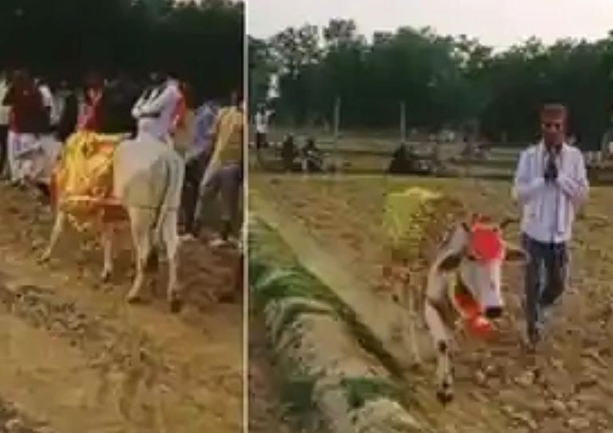 अच्छा तो ये बात है ! खेत का चक्कर लगाती हुई गाय चमत्कार नहीं, वायरल वीडियो की सच्चाई सुन उड़ जाएंगे होश