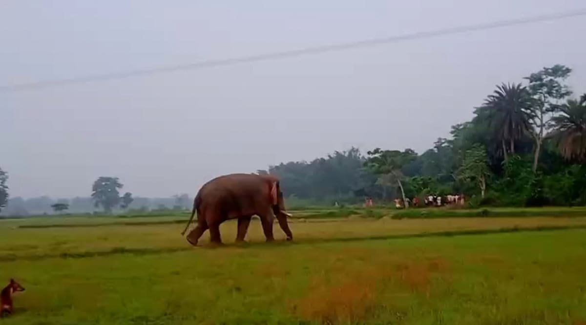 कोल्हान में जंगली हाथियों का कहर, बांस बागान को कर रहे नष्ट