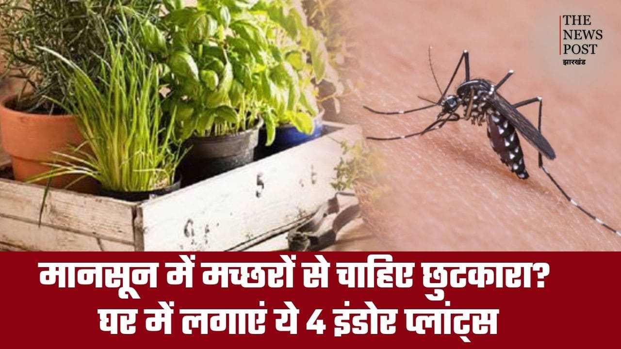 मानसून में मच्छरों से चाहिए छुटकारा? घर में लगाएं ये 4 इंडोर प्लांट्स