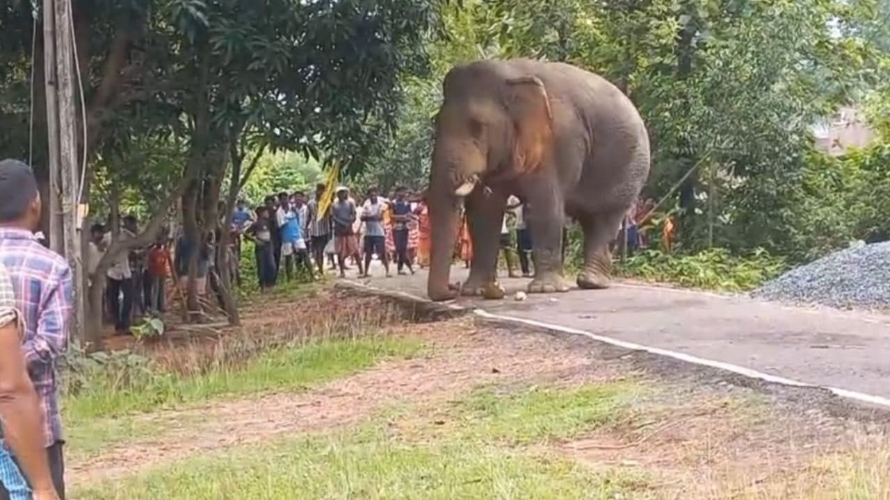 रोज़ नई जगह दिख रहे हाथी, कोल्हान के कई गांवों में कर्फ्यू जैसे हालात