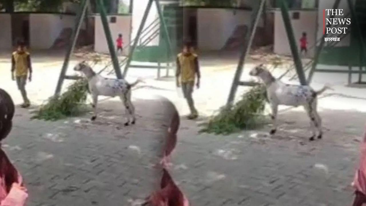 ये स्कूल है की तबेला? टीचर ने बच्चों से कटवाया बकरे का चारा, वीडियो वायरल होते ही नप गई महोदया