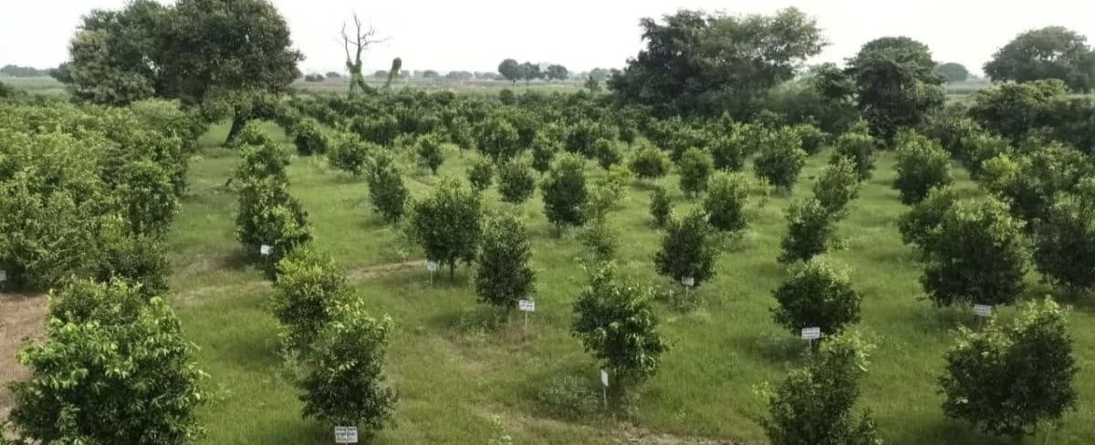 जमशेदपुर: झमाझम बारिश के साथ हरियाली मिशन शुरू, जानिए इस साल कितने पौधे रोपेगा वन विभाग