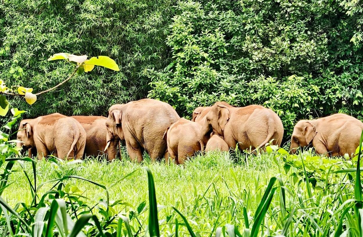 चाईबासा में हाथियों का आतंक: एक व्यक्ति की ली जान, तीन घर किया क्षतिग्रस्त